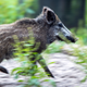 Illustration for article titled Naked man pursues laptop-thieving wild boar, and who among us cannot relate?